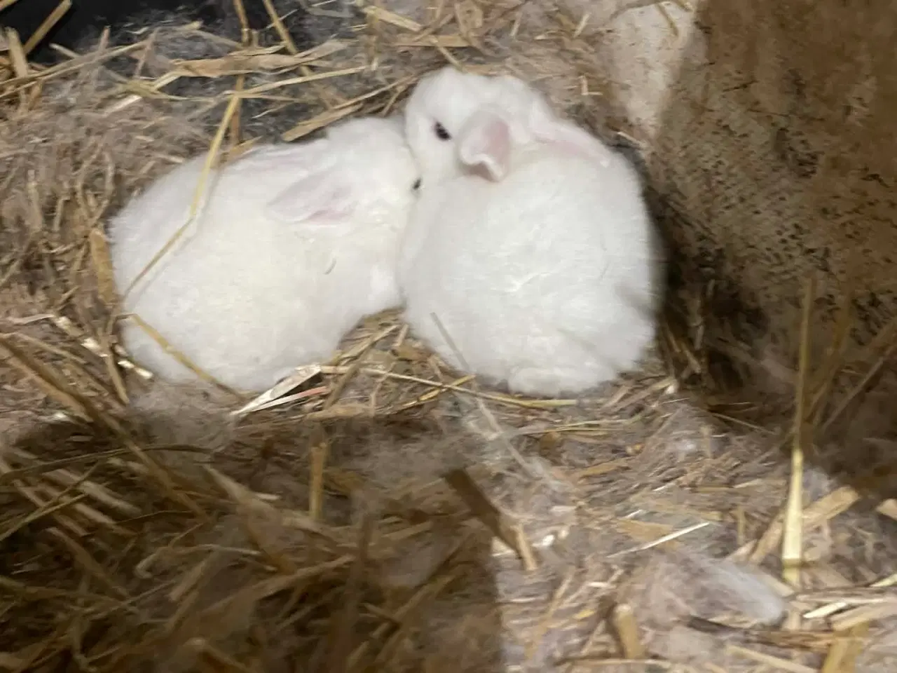 Billede 3 - 🐰 Dværgvædder Kaninunger til salg 🐰  