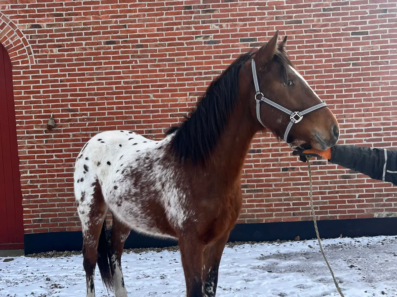 Billede 3 - Western, Hingst, Pinewood JP