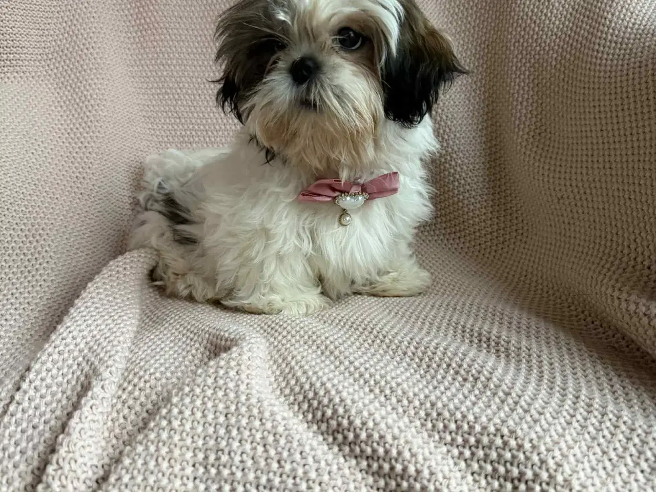 Billede 3 - En smuk, 3 måneder gammel shih tzu hvalp – Zara –