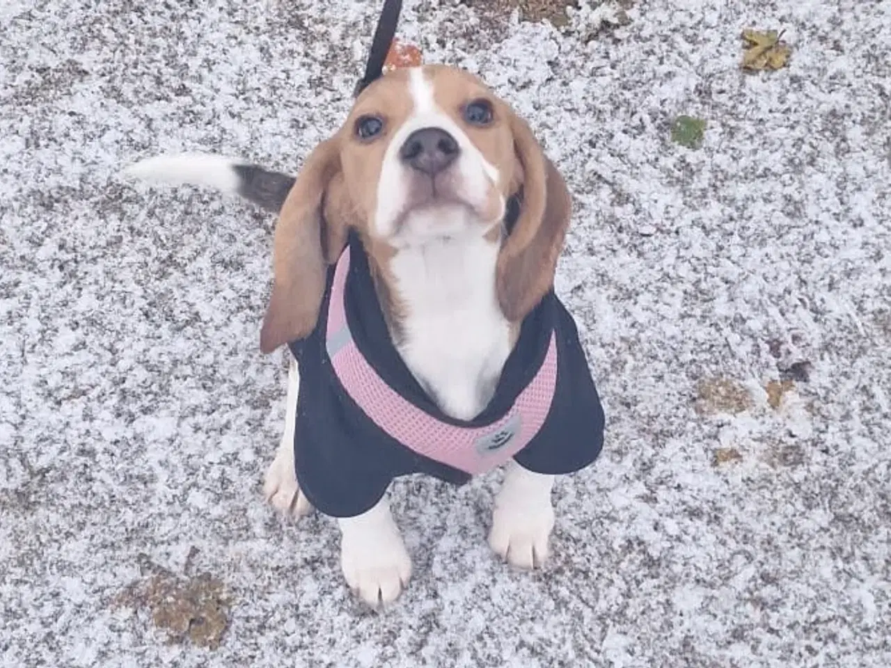 Billede 3 - Tricolor Beagle , passport , vaccins , chip 