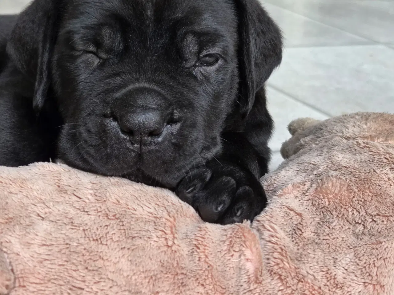 Billede 13 - CaneCorso hvalpe
