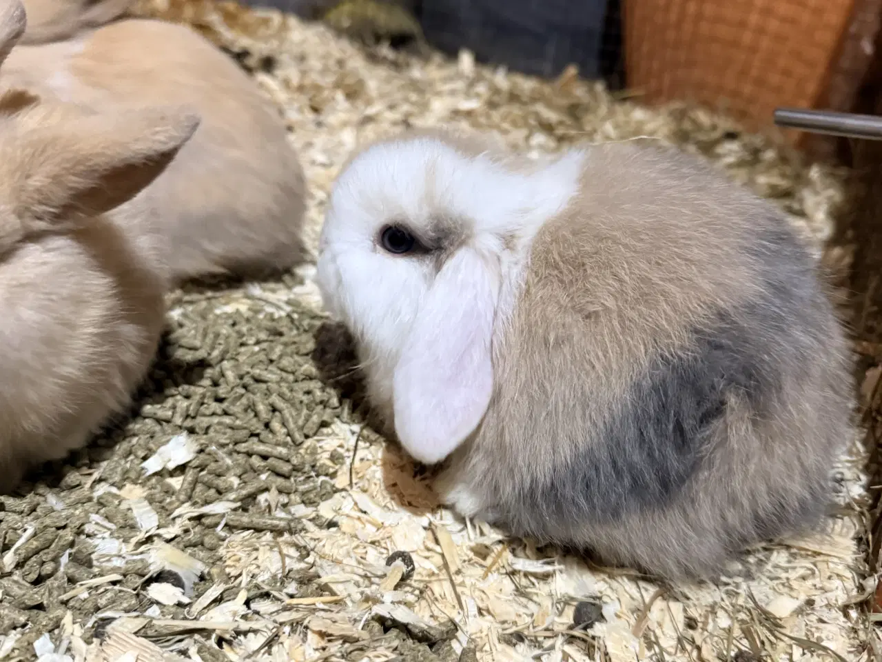 Billede 6 - Minilop kaninunger 