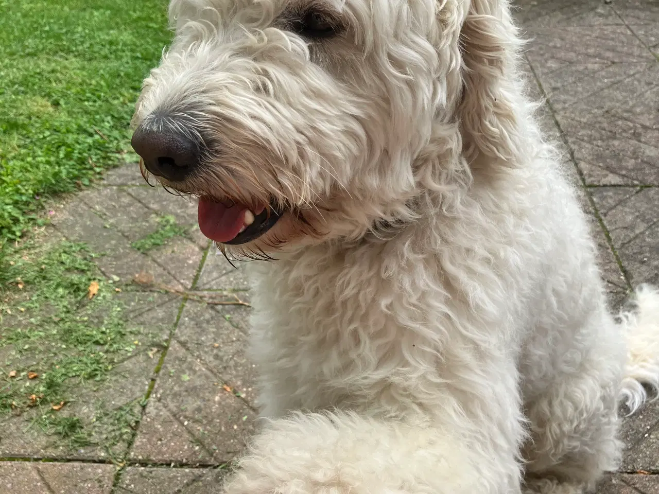 Billede 7 - Allergivenlige goldendoodles hvalpe