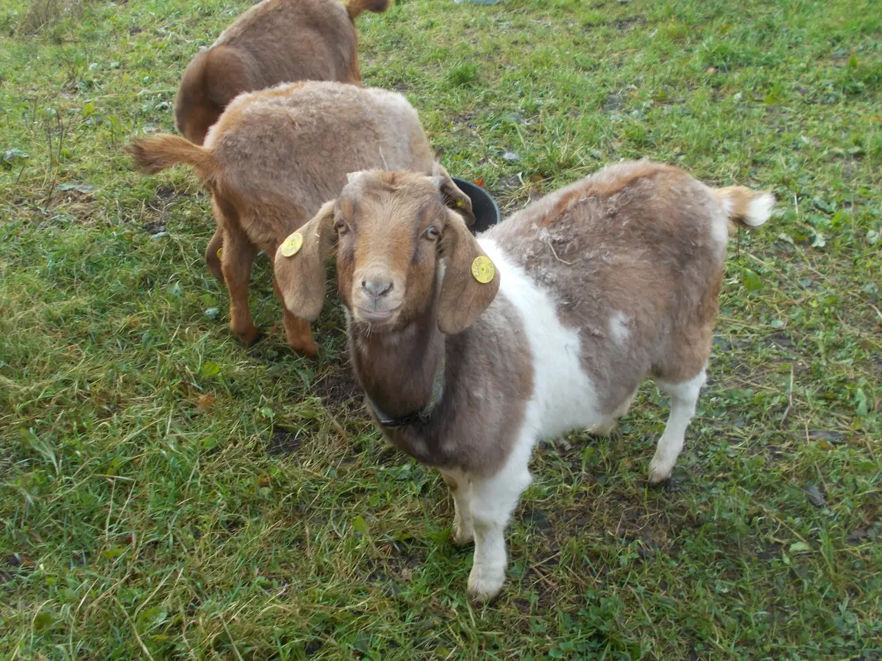 Billede 2 - boergeder