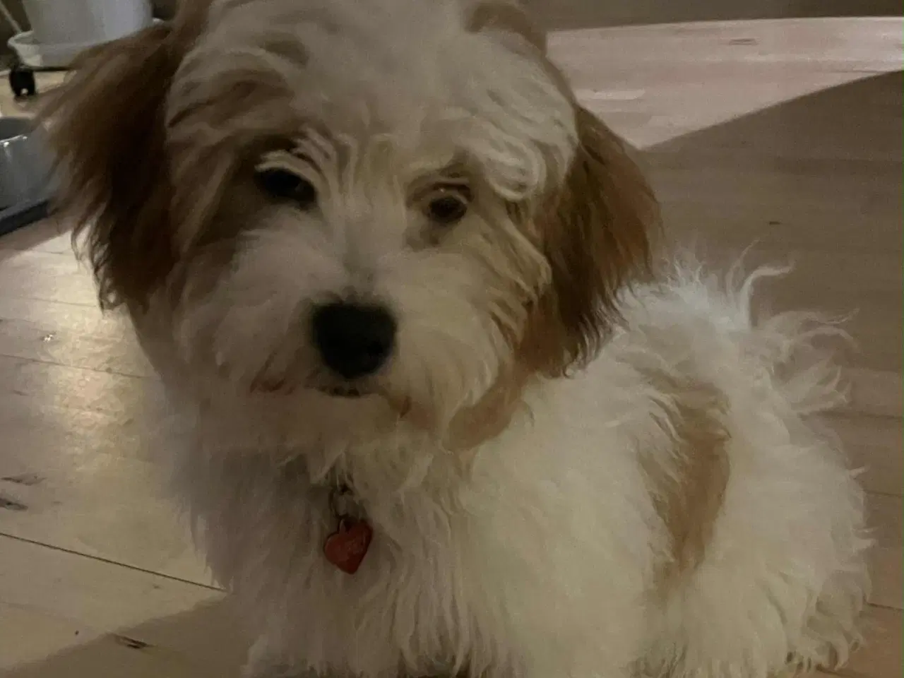 Billede 2 - Bichon Havanais med et strejf af malterser