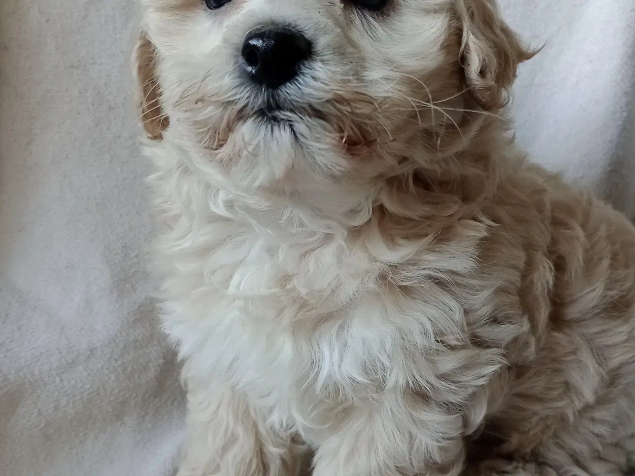 Billede 15 - Maltipoo hvalpe