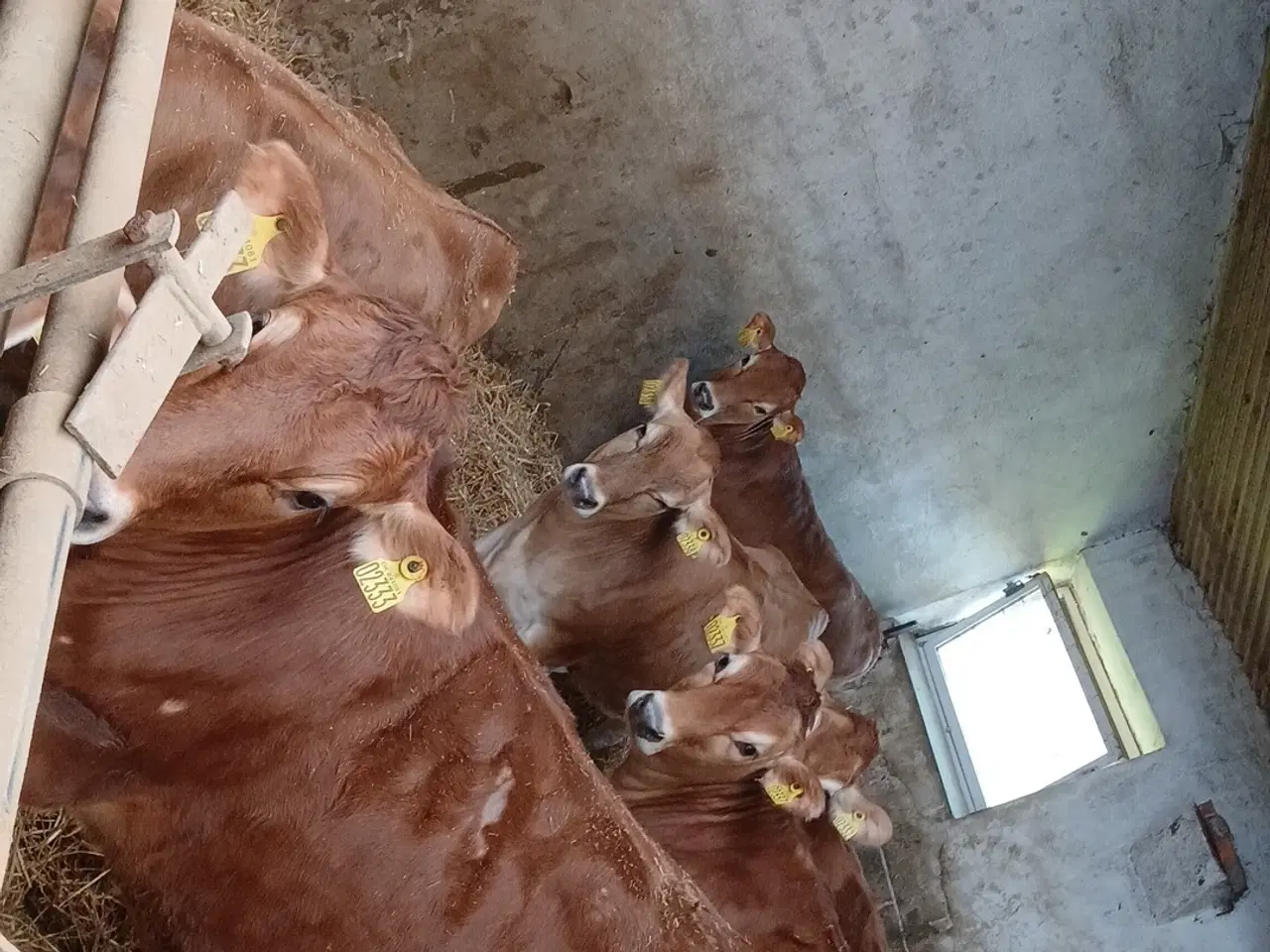 Billede 2 - Drægtige Jersey kvier 