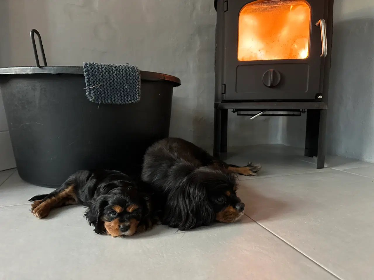 Billede 9 - Cavalier-tæver med DKK-stamtavle.