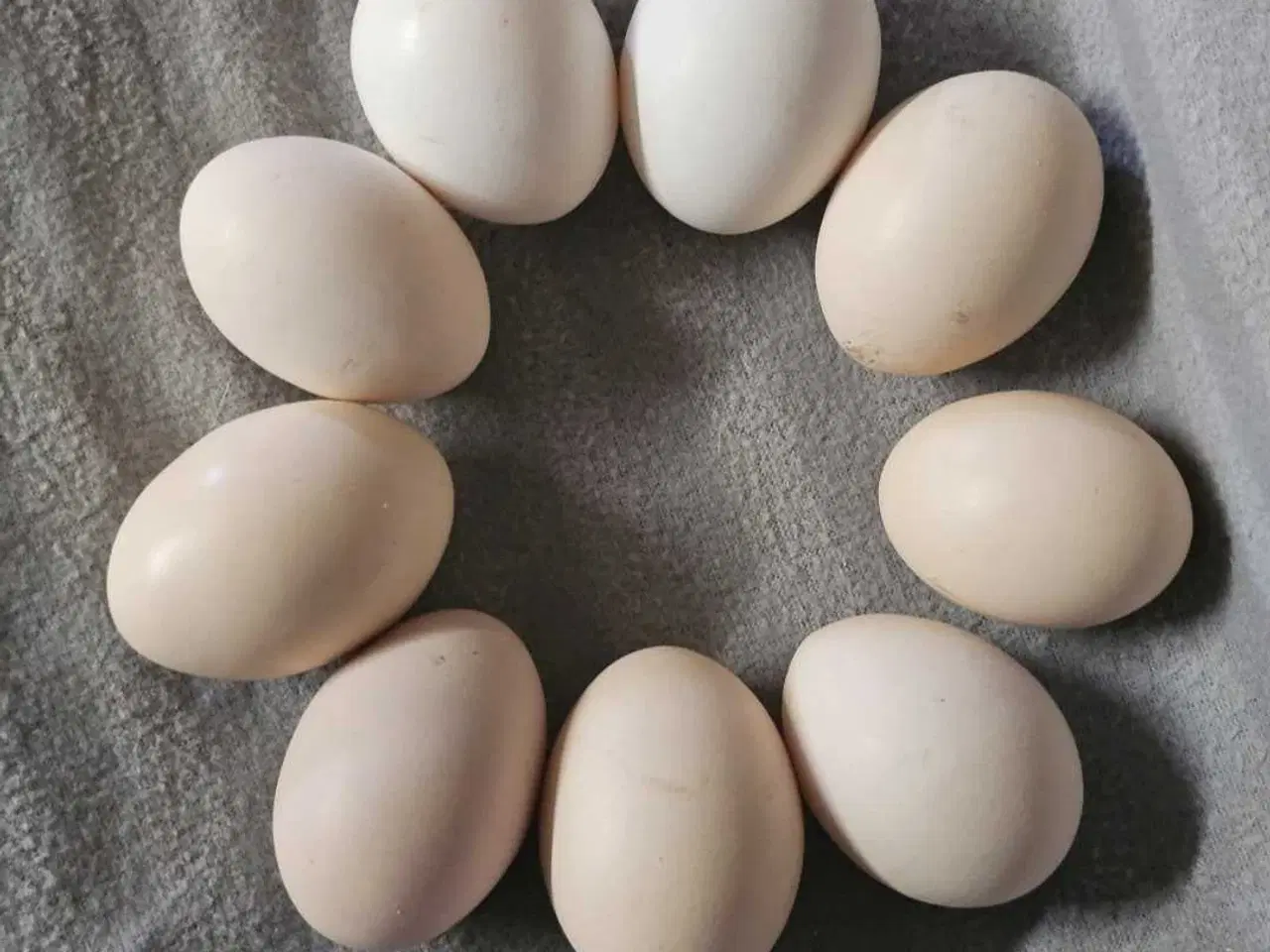 Billede 3 - Ayam Cemani rugeæg 