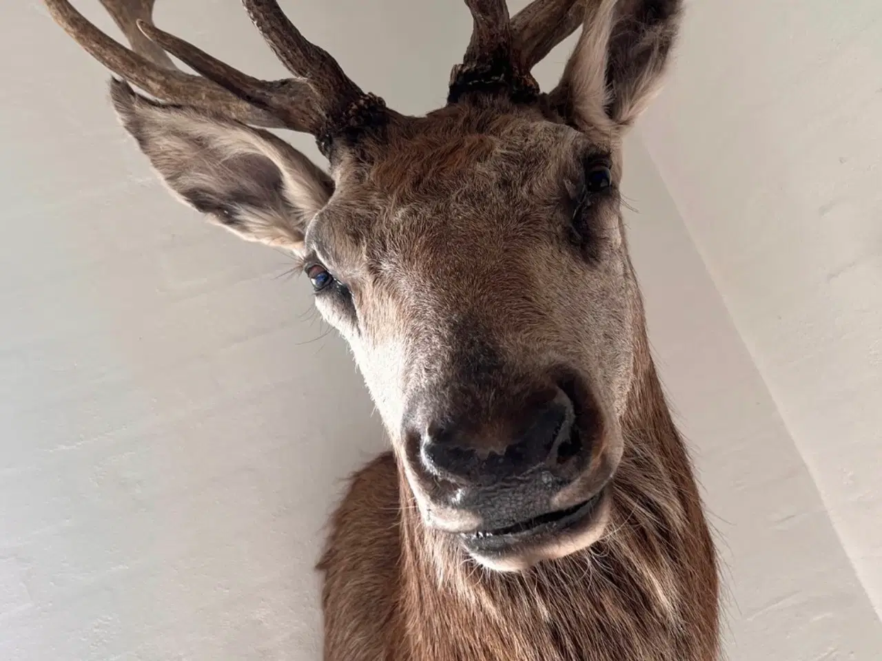 Billede 2 - Udstoppet kronhjort