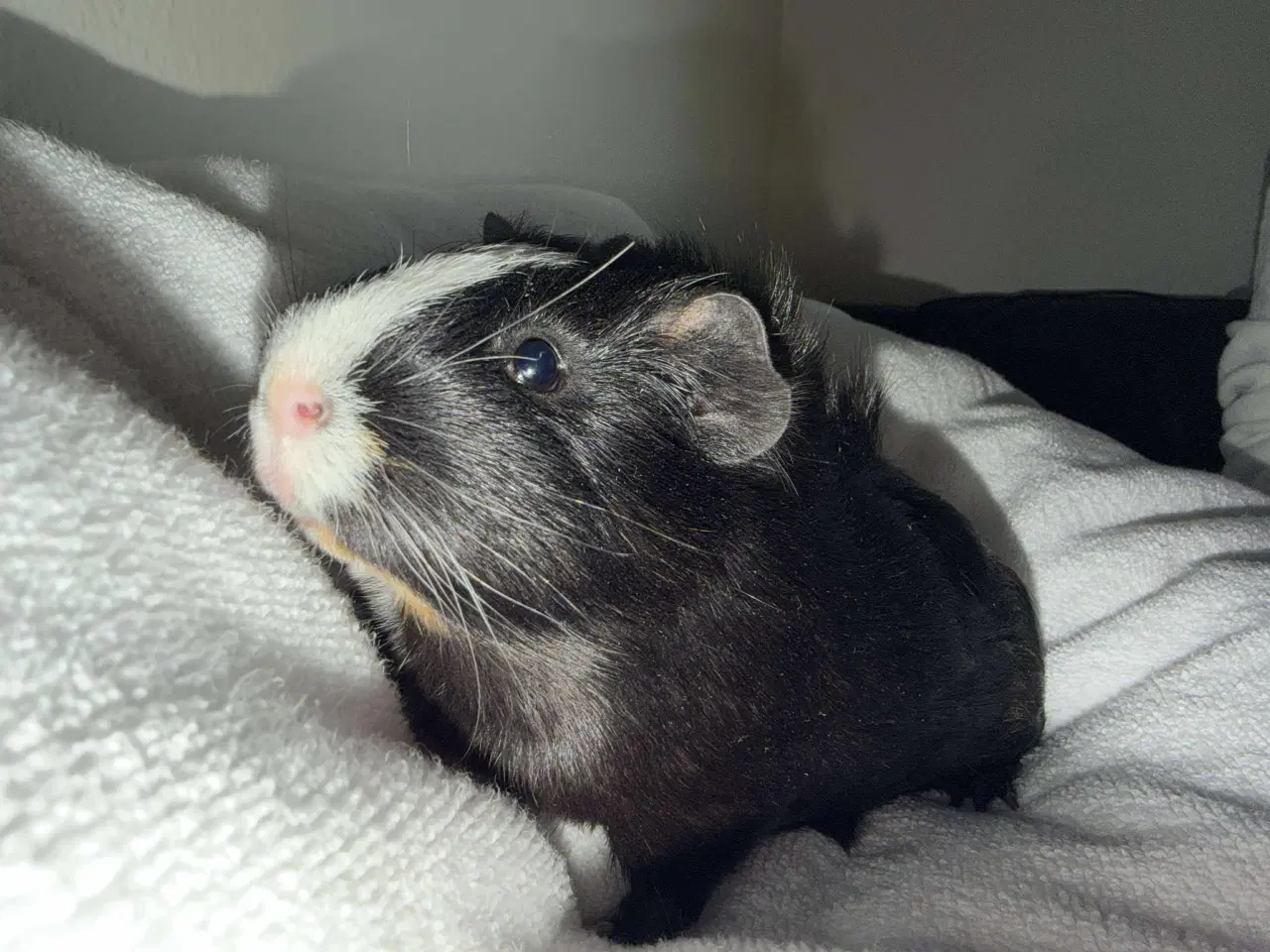 Billede 4 - Marsvine dreng 