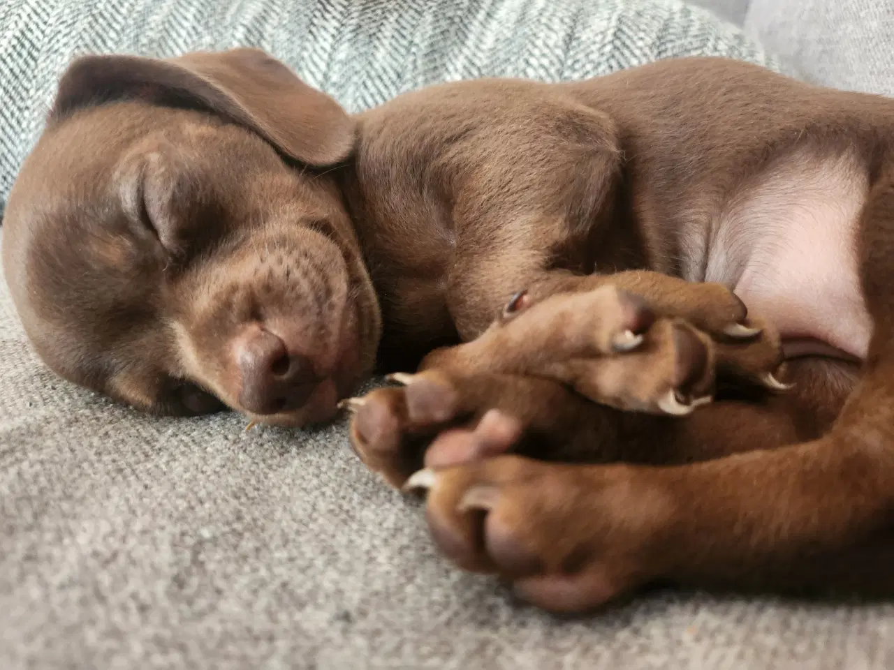 Billede 12 - Chiweenie hvalpe til salg – Chihuahua x gravehound