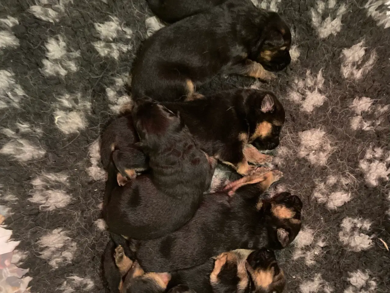 Billede 6 - Schæferhvalpe fra Danmarks ældste kennel  