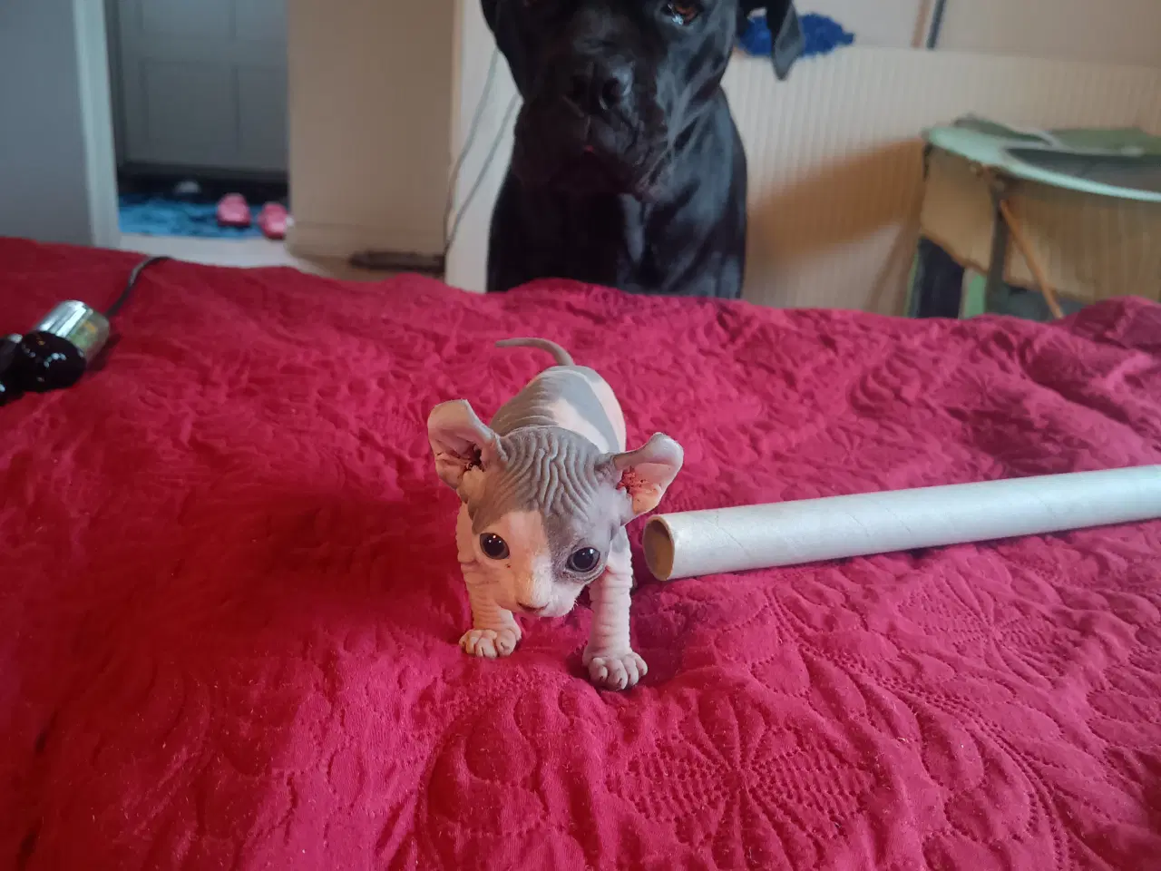 Billede 10 - Sphynx Elf kat
