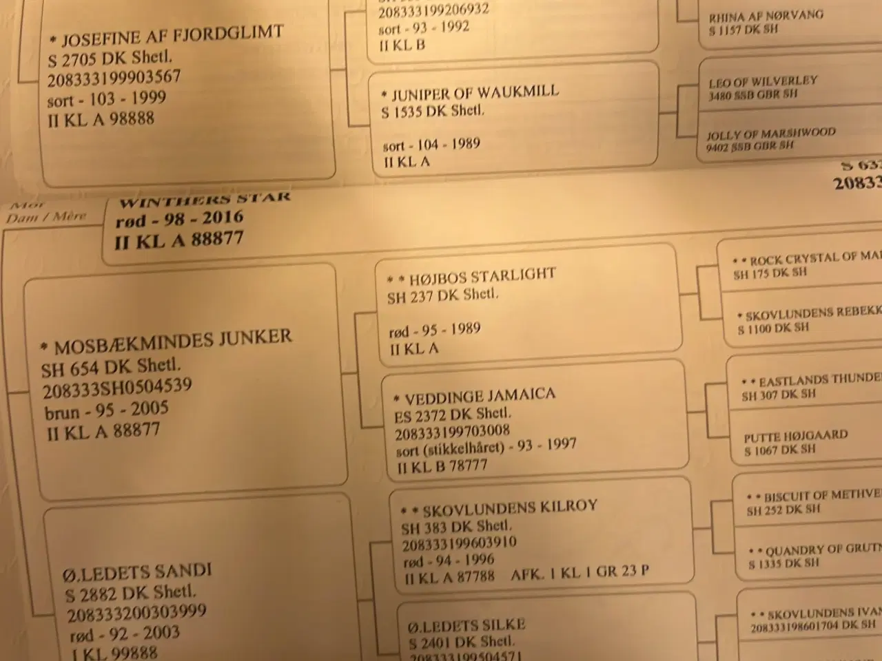 Billede 3 - Dejlig Shetlandshingst