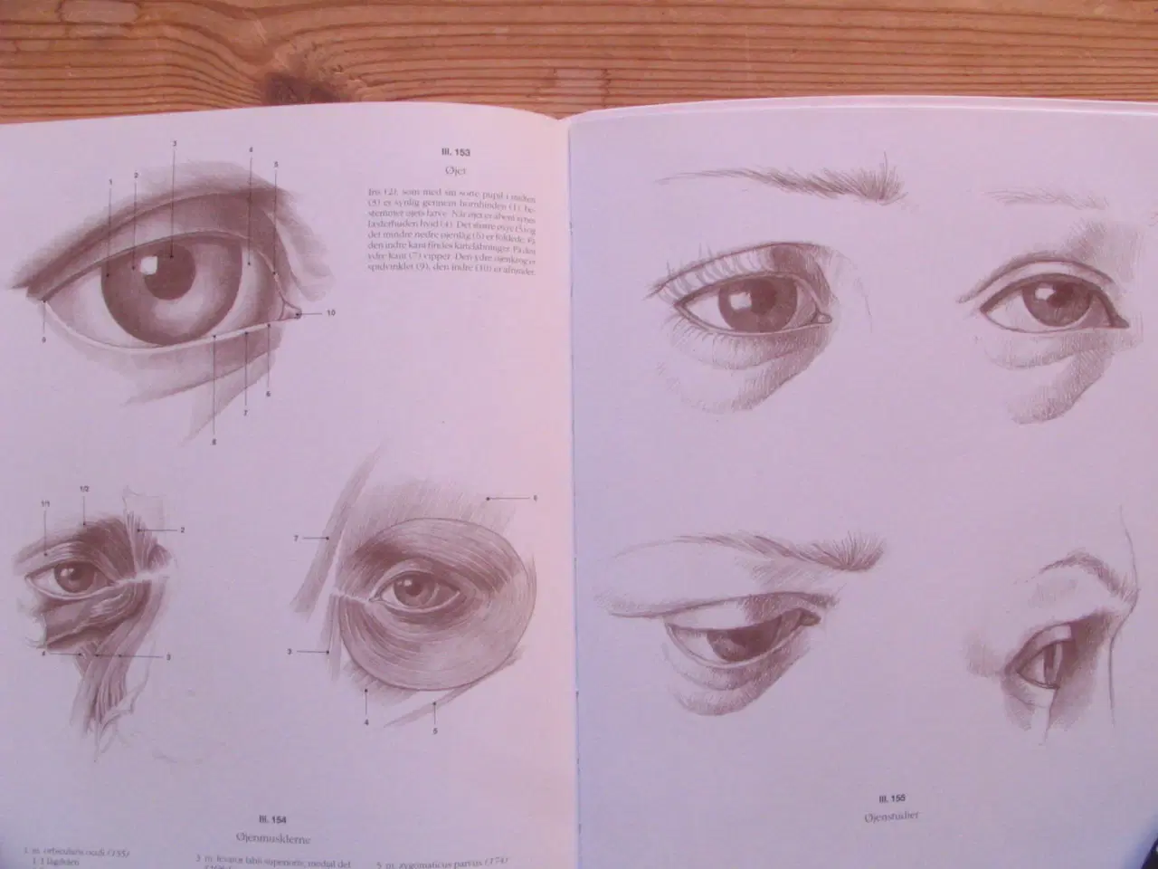 Billede 7 - Anatomisk tegnelære Menneske