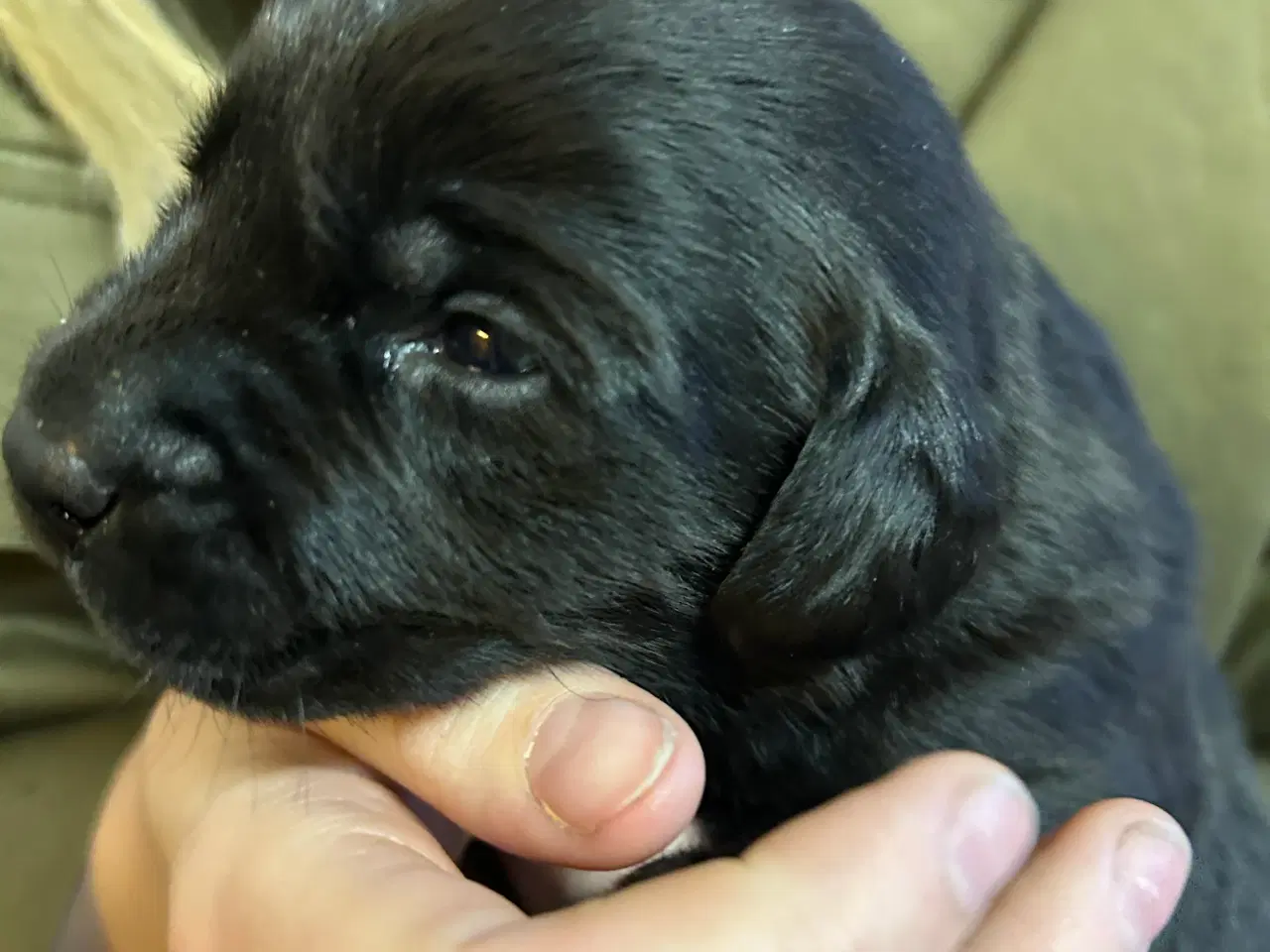 Billede 9 - Skønne labradorhvalpe sælges