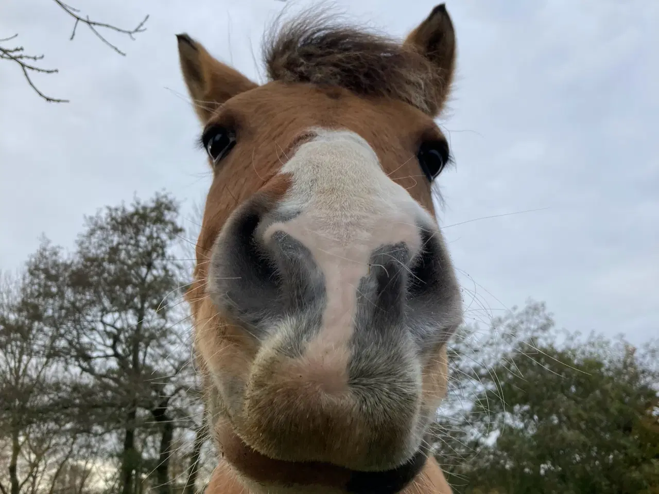 Billede 7 - Pinto/nordbakker blanding 