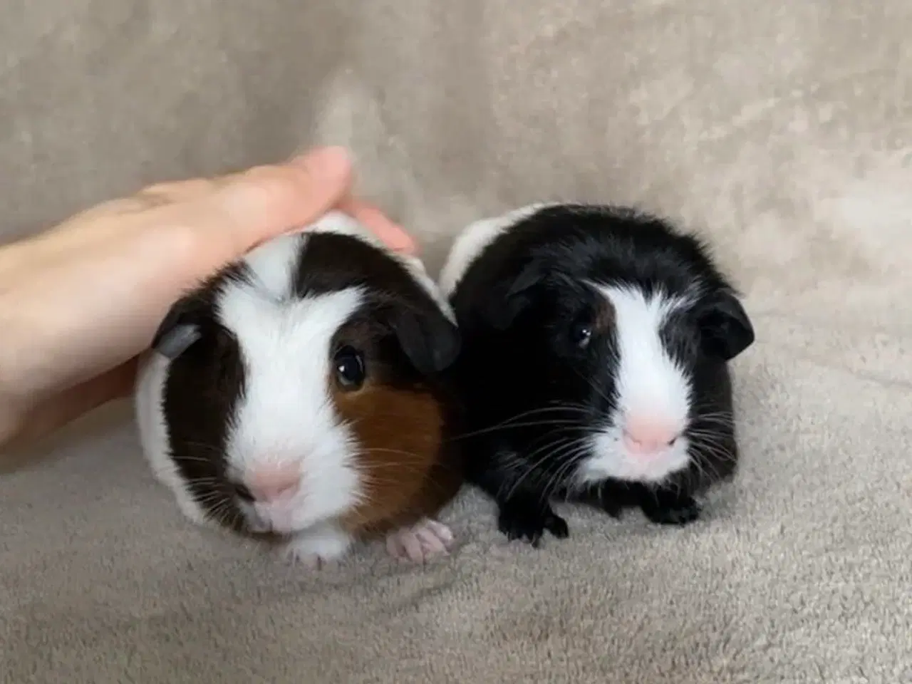 Billede 1 - Marsvineunger, 2 hanner