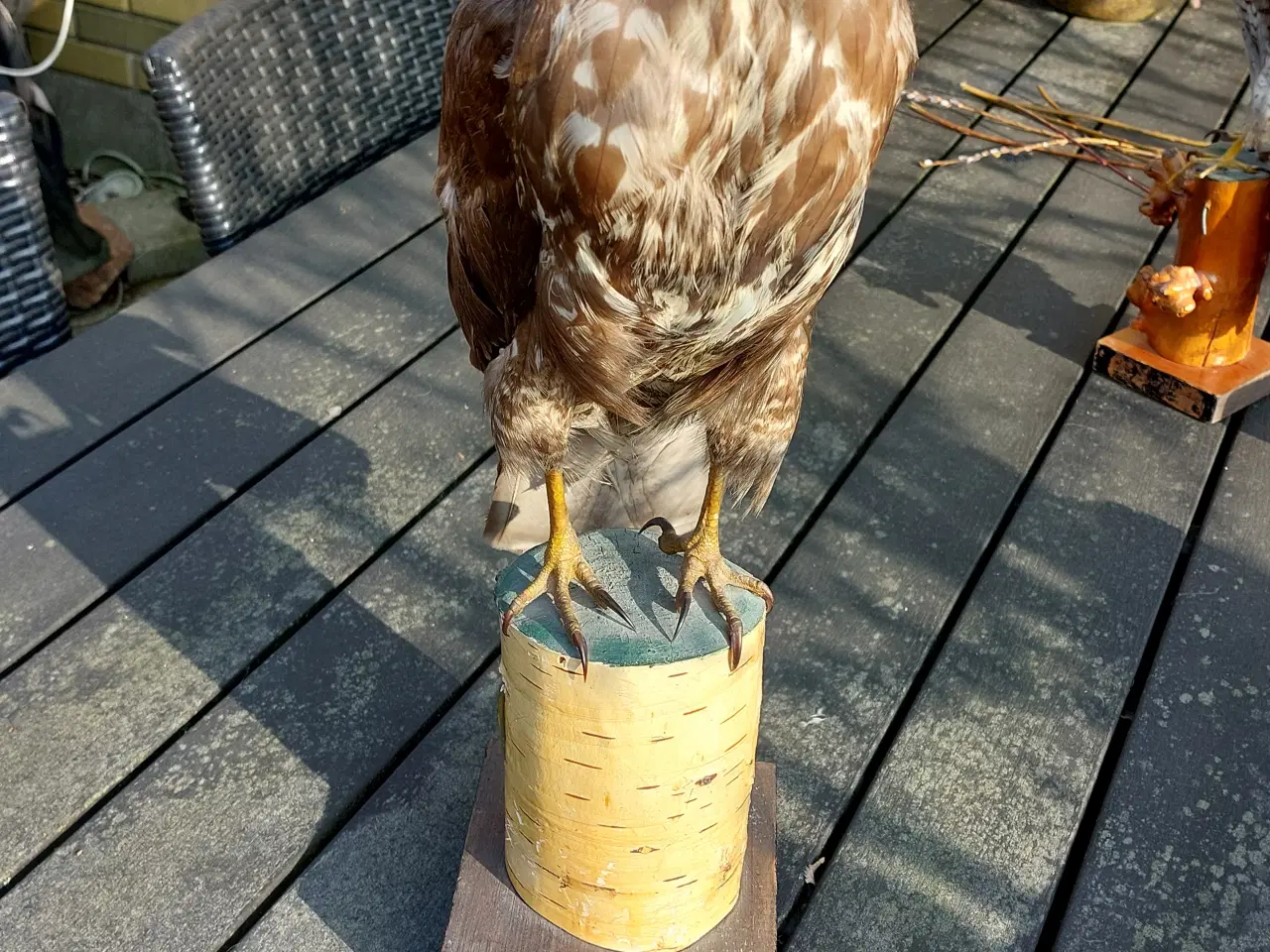 Billede 5 - Udstoppet musvåge