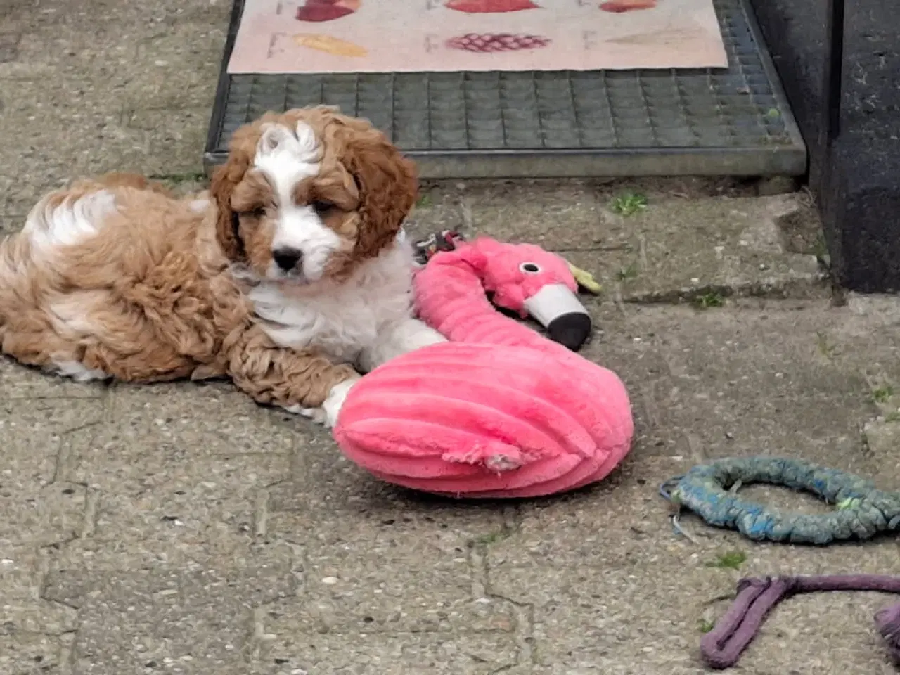 Billede 5 - Cavapoo hvalpe
