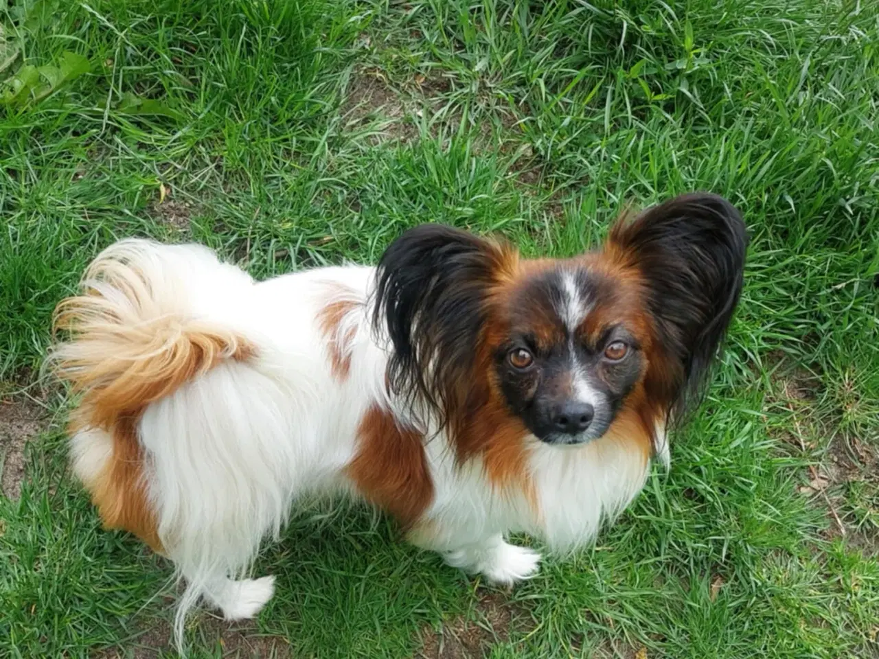 Billede 6 - Papillon dreng 3 år