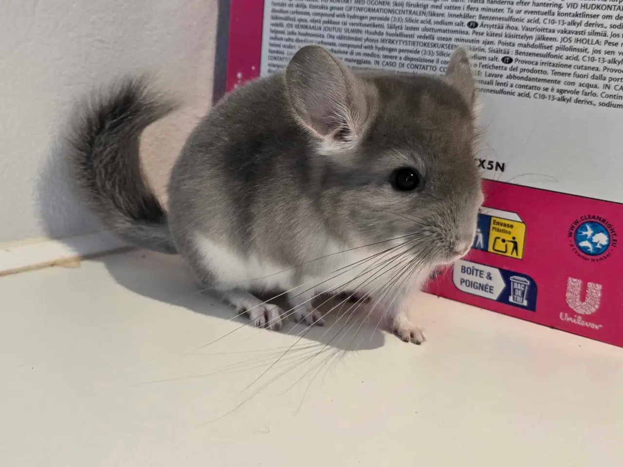 Billede 6 - Chinchilla unge