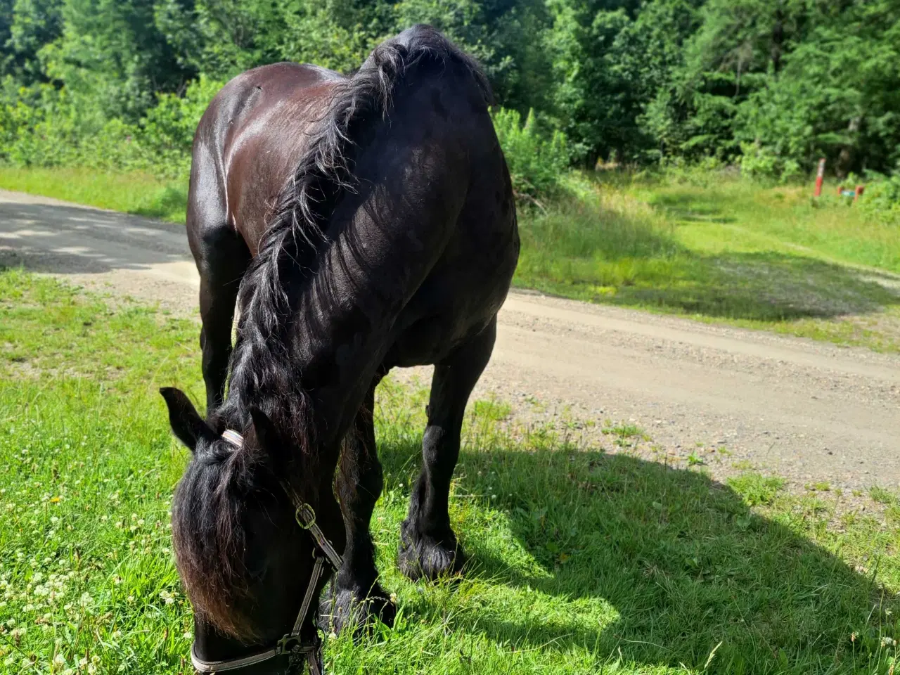 Billede 1 - Barok pinto vallak 