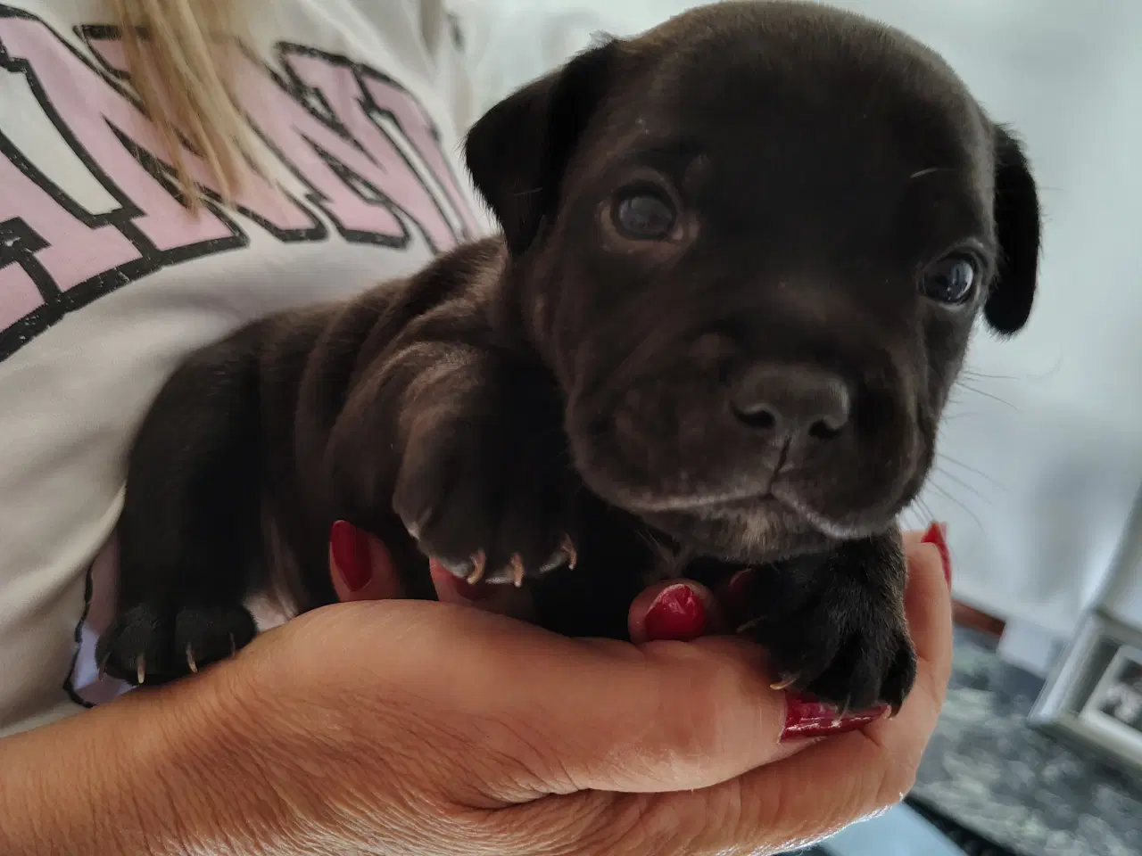 Billede 5 - Engelsk Staffordshire bull terrier 