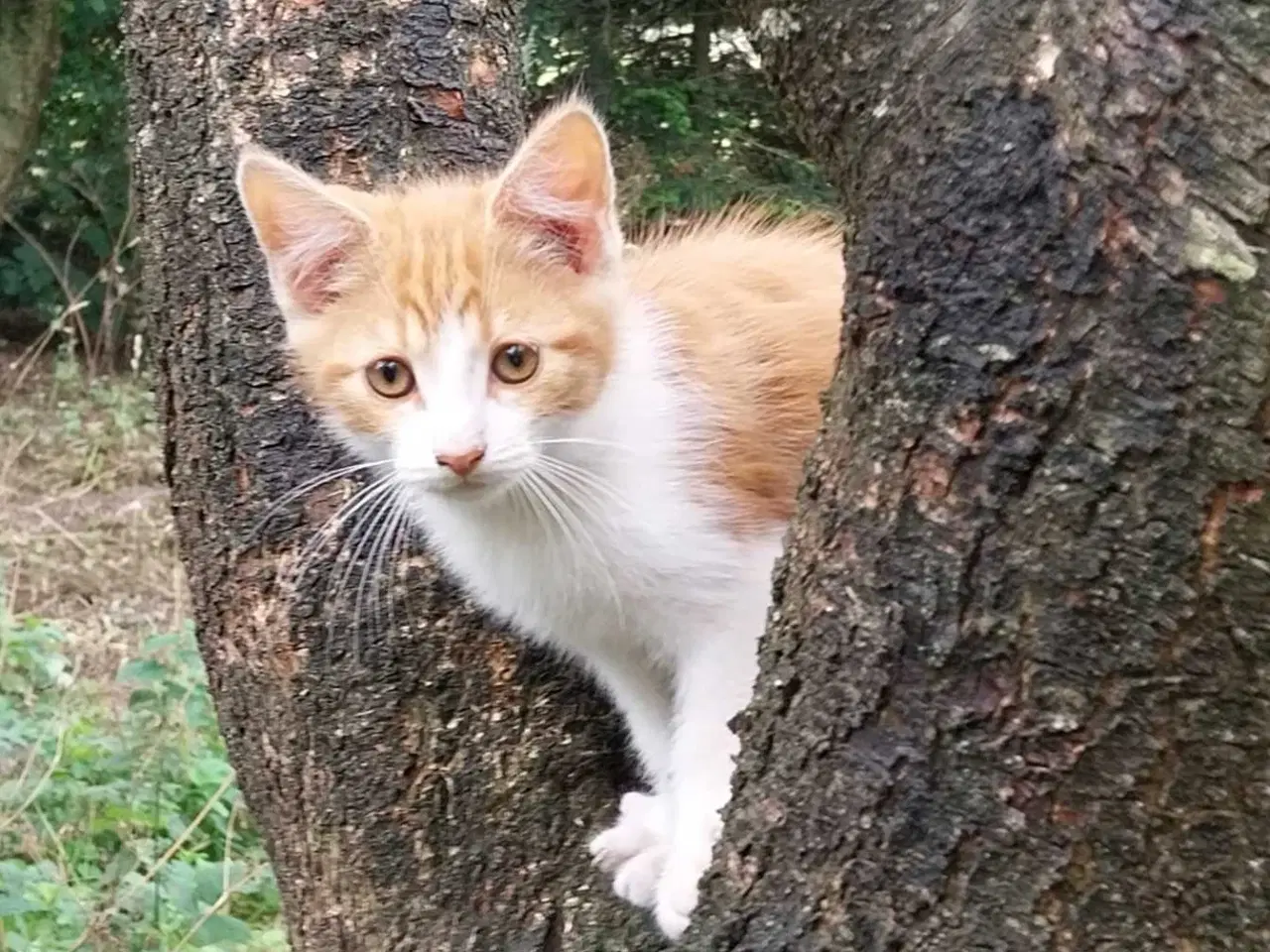 Billede 6 - Katte killinger 