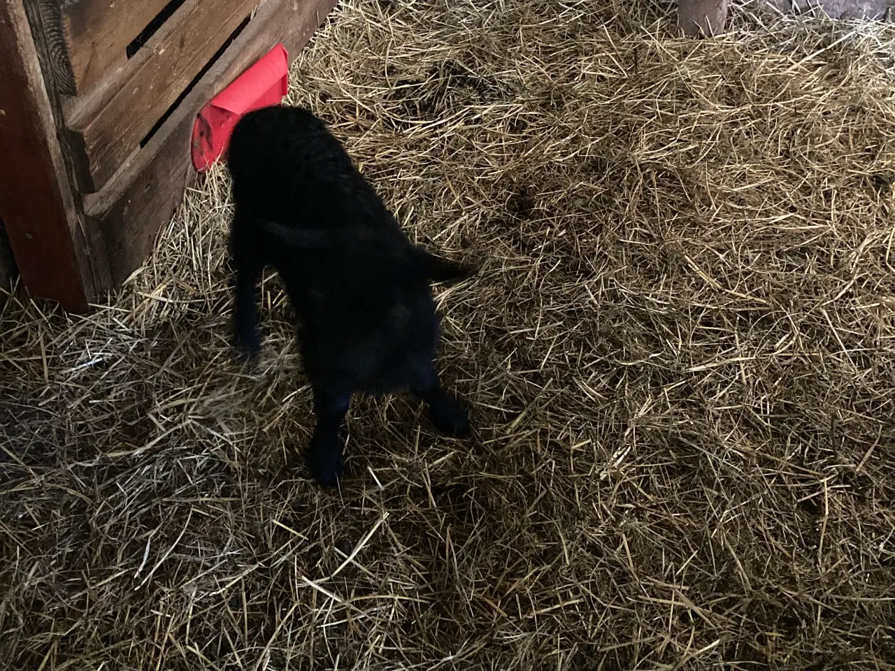 Billede 2 - To gimmer lam Spælsau