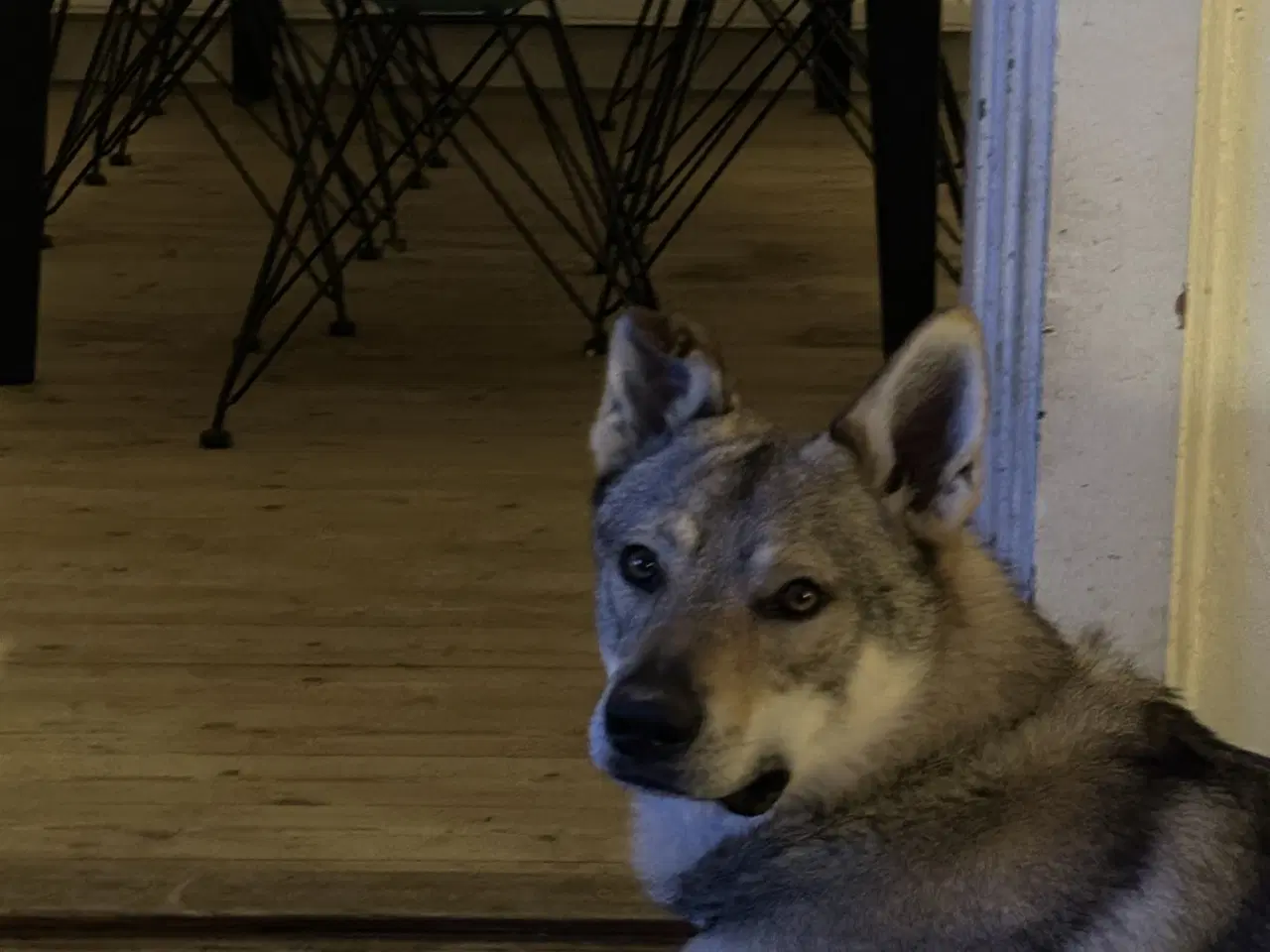 Billede 7 - Tjekkoslovakisk ulvehund hvalp