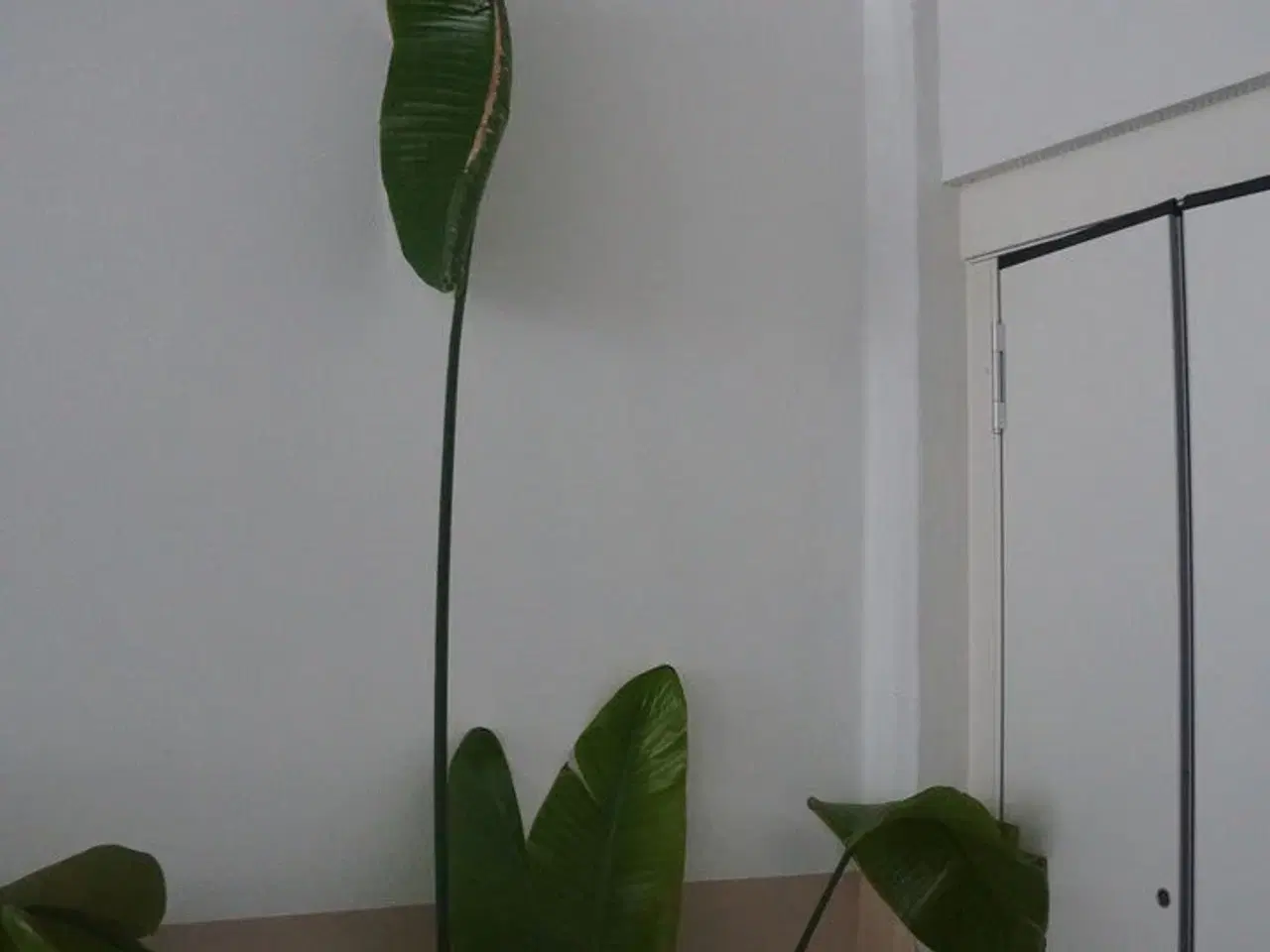 Billede 4 - Stueplante