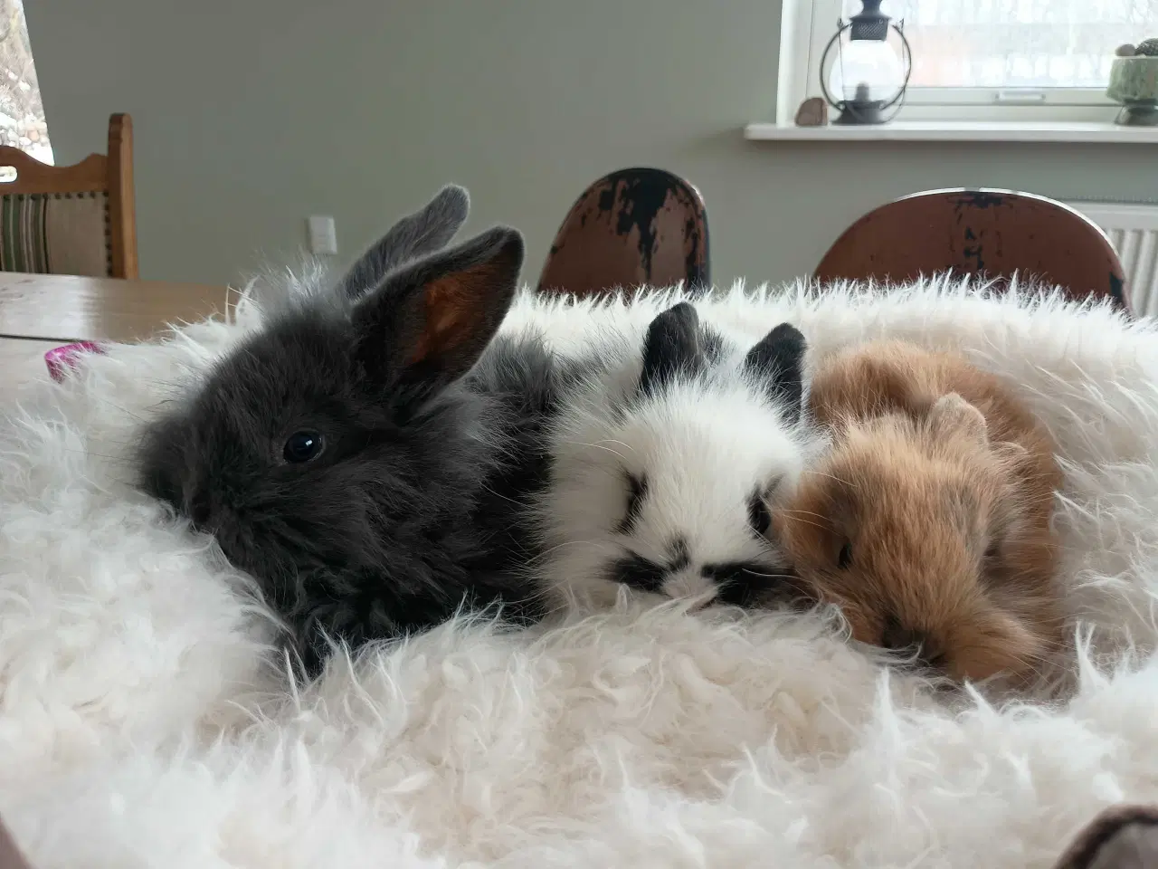 Billede 9 - Klar nu kanin unger