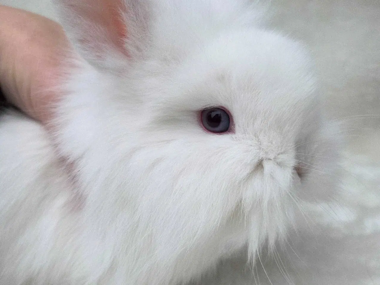 Billede 4 - Minilop / lionlop unger 