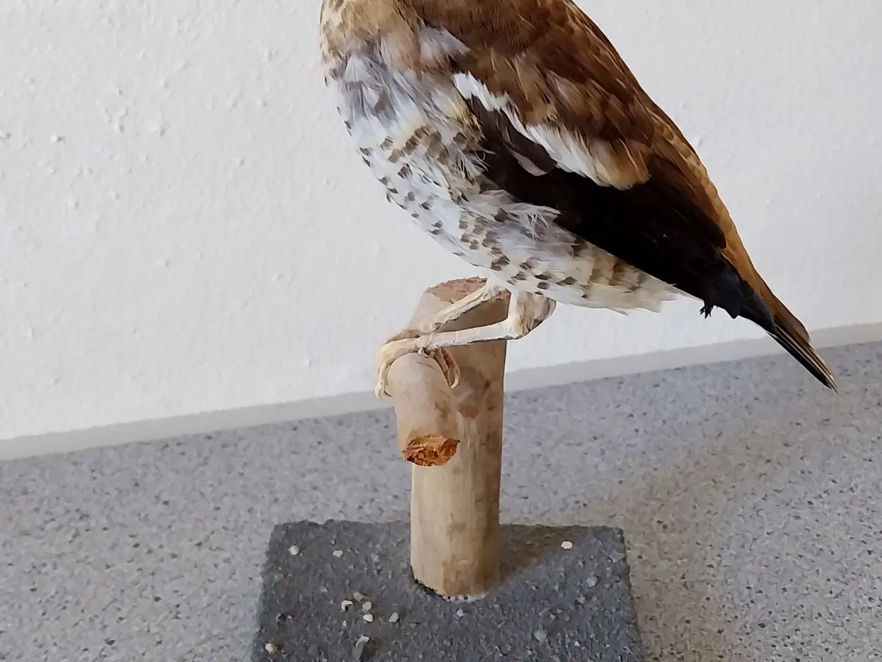 Billede 3 - Udstoppet Kærnebider