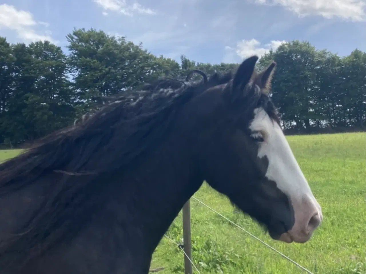 Billede 3 - Irish cob hoppe