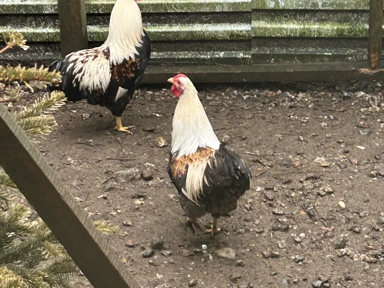 Billede 1 - Dværg høns yandotter