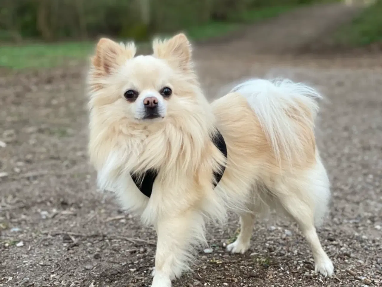 Billede 6 - Maltipoo Pomchi blanding