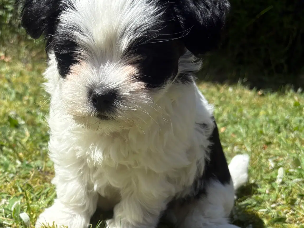 Billede 1 - Skøn lille Boomer han - shih tzu/malteser