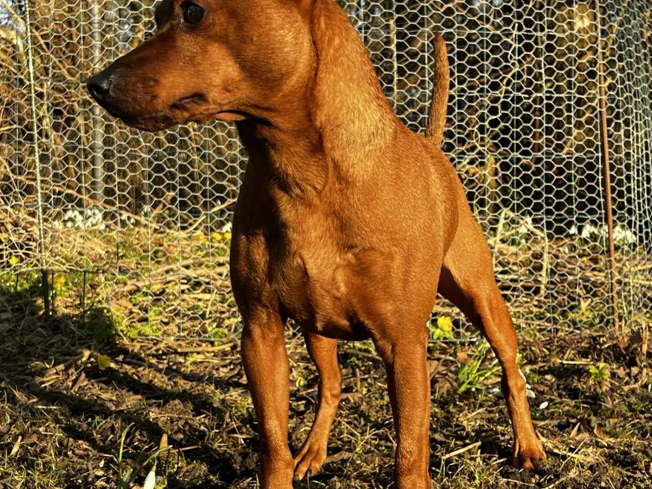 Billede 5 - Smuk Dværg Pinscher han