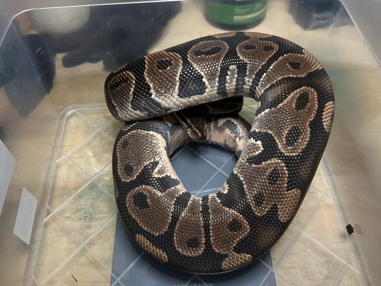 Billede 3 - Konge Python plug and play