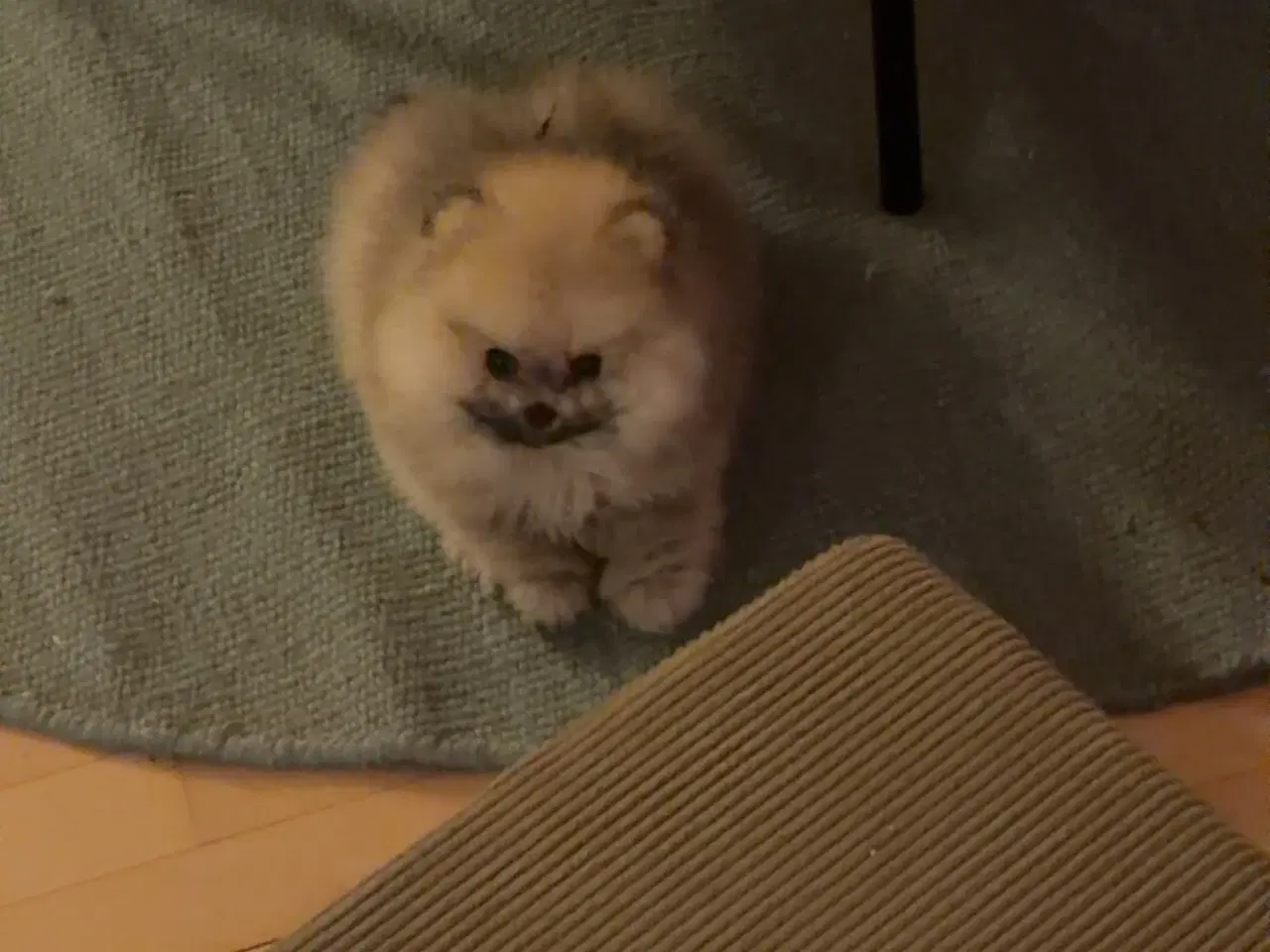 Billede 3 - Super sød dreng