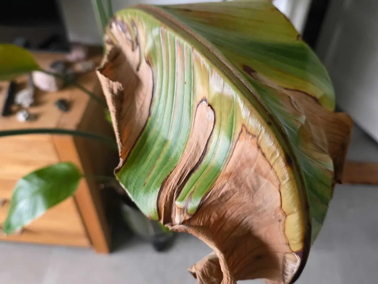 Billede 8 - Paradisfugl plante 150 cm. (Strelitzia 'Nicolai')