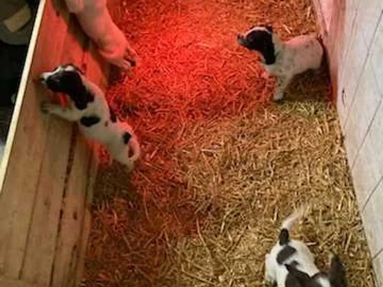 Billede 3 - Springer Spaniel hvalpe 