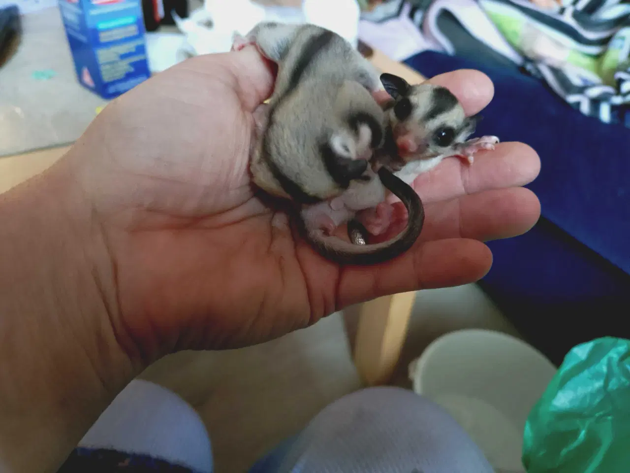 Billede 1 - Sugar glider unger to drenge