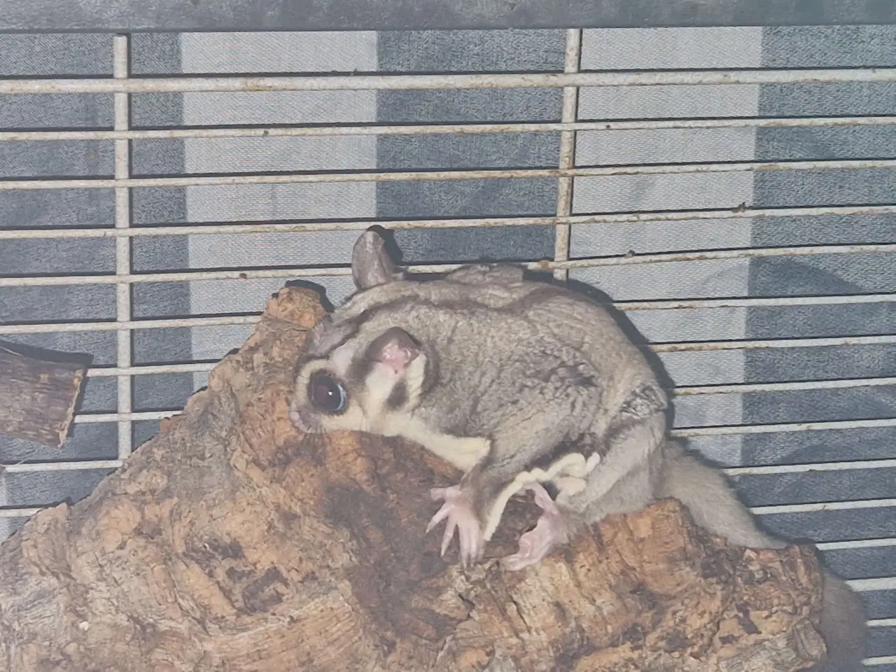 Billede 3 - Sugarglider + Bur