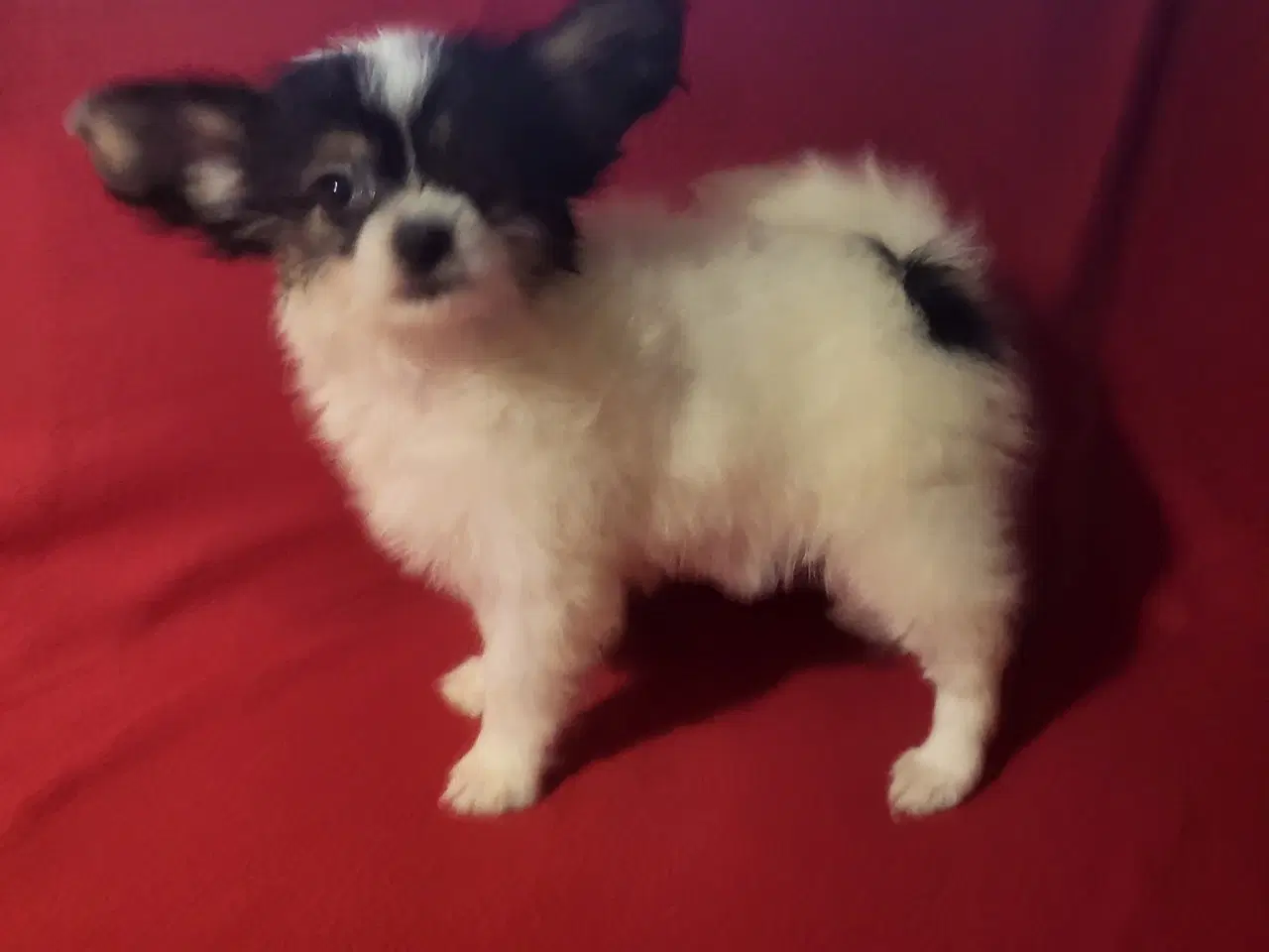 Billede 6 - Papillon/Powderpuff Hvalpe 