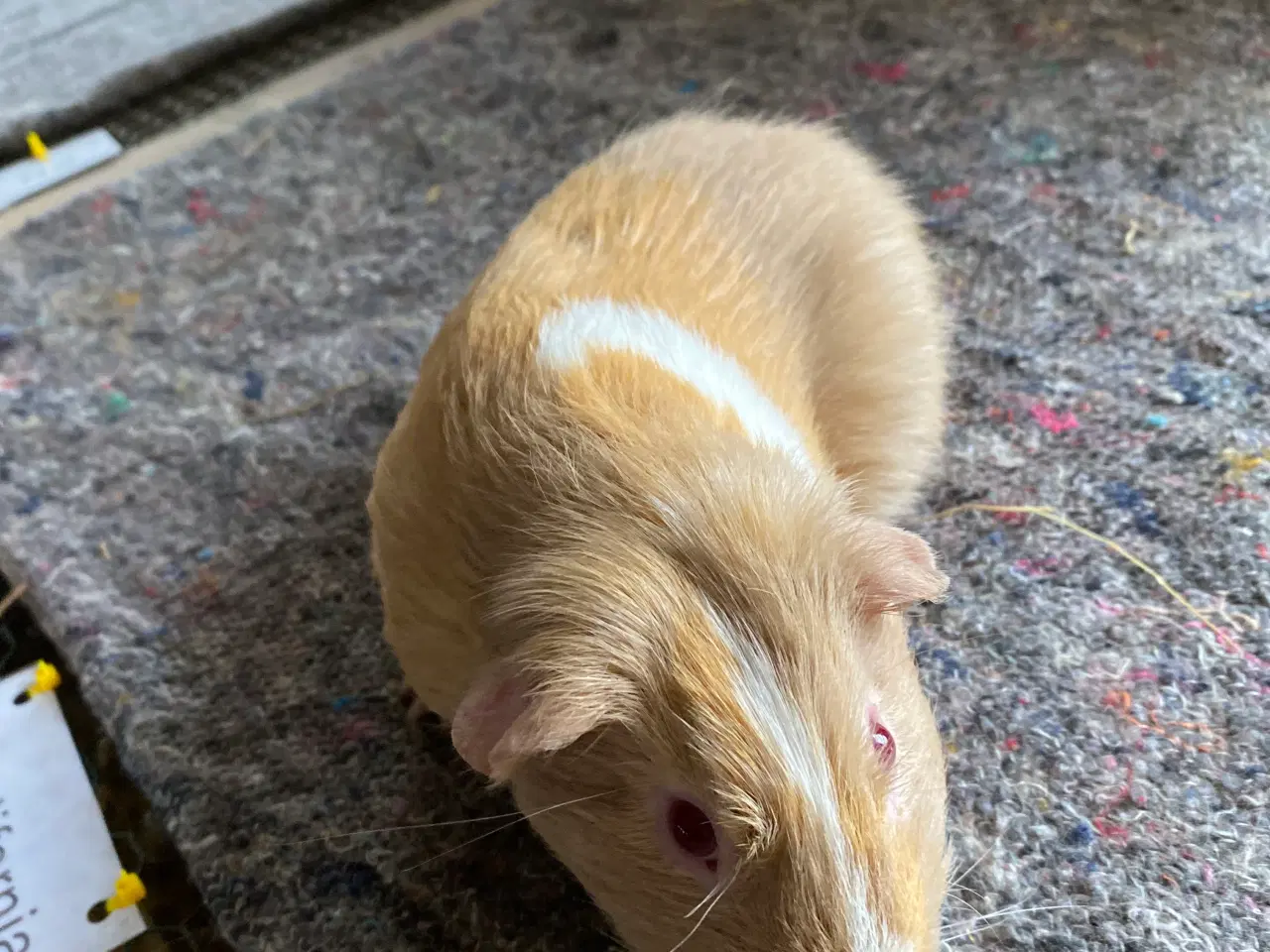 Billede 1 - Ophøre marsvin. 