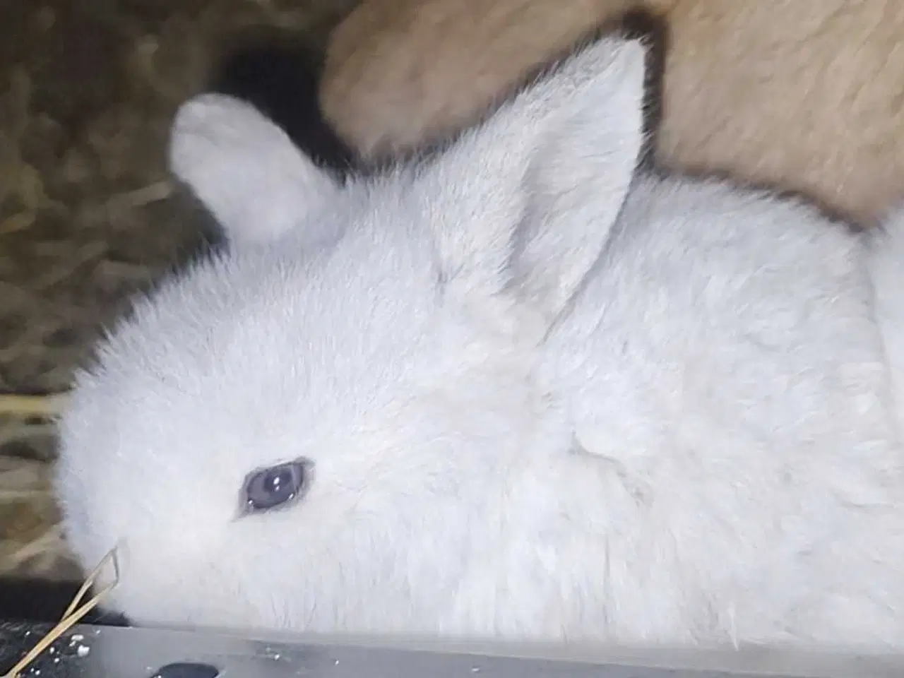 Billede 2 - Ægte Minilop han unger